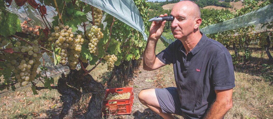 Chasselas de Moissac : de l'or en grappe