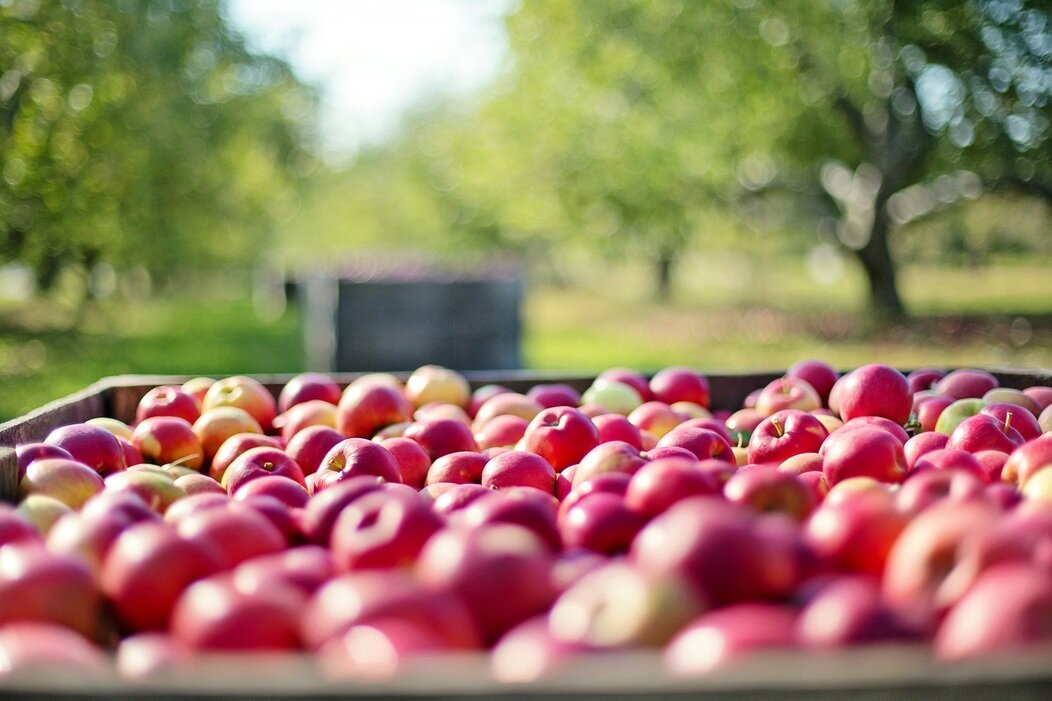 Photo de caisses de pommes