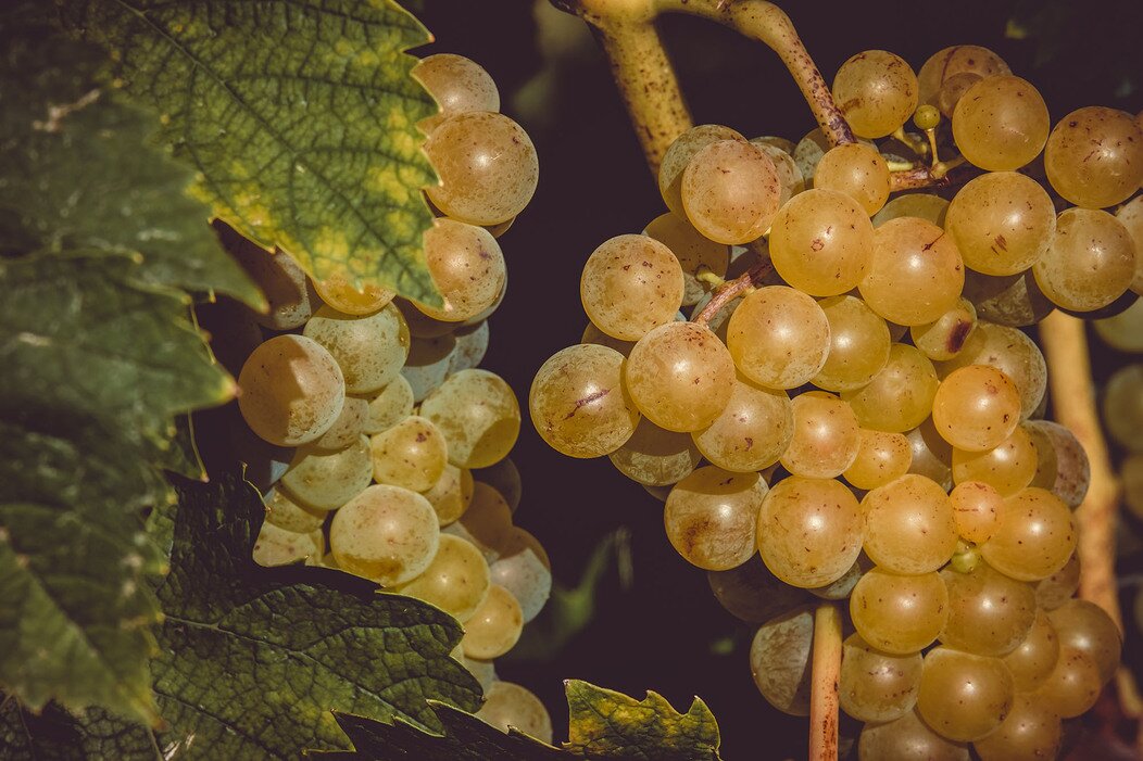 Photo d'une vigne