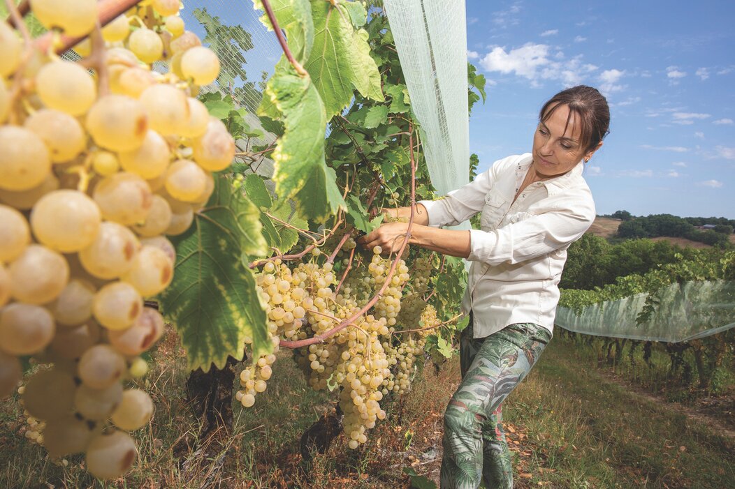 Chasselas de Moissac : de l'or en grappe