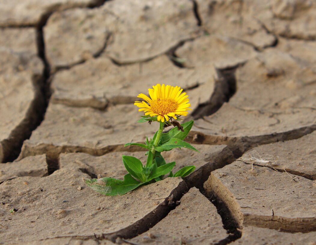 Photo d'une fleur sur une terre sèche