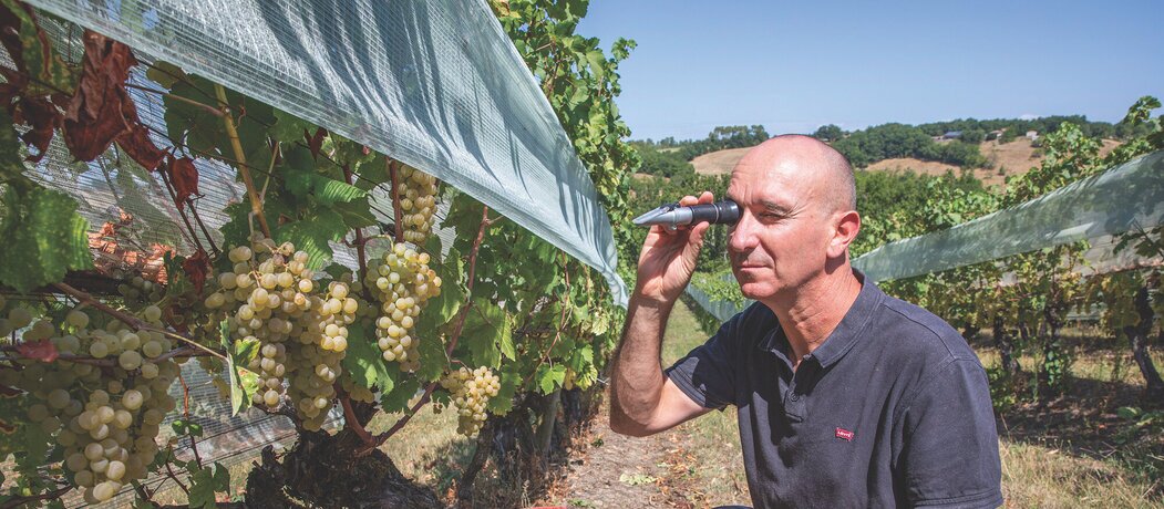 Chasselas de Moissac : de l'or en grappe