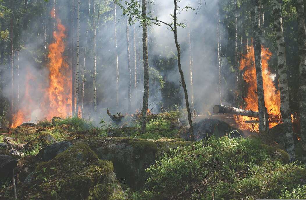 Photo d'un feu de forêt