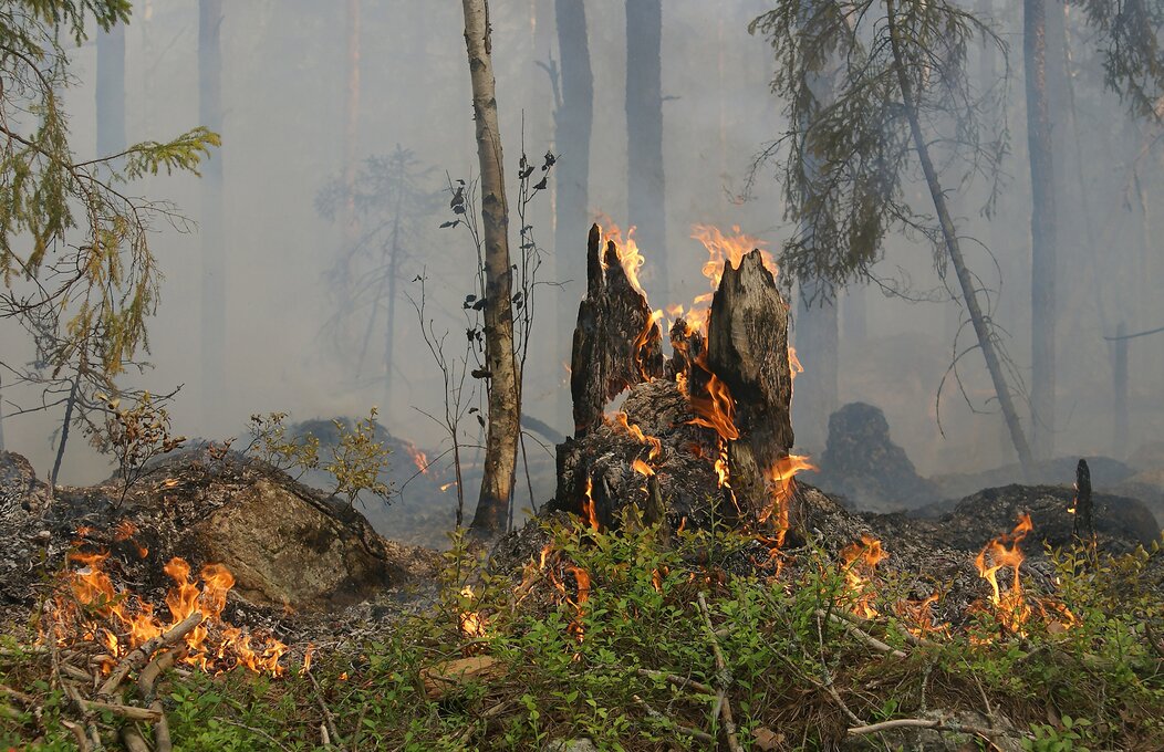 Photo d'un incendie de forêt