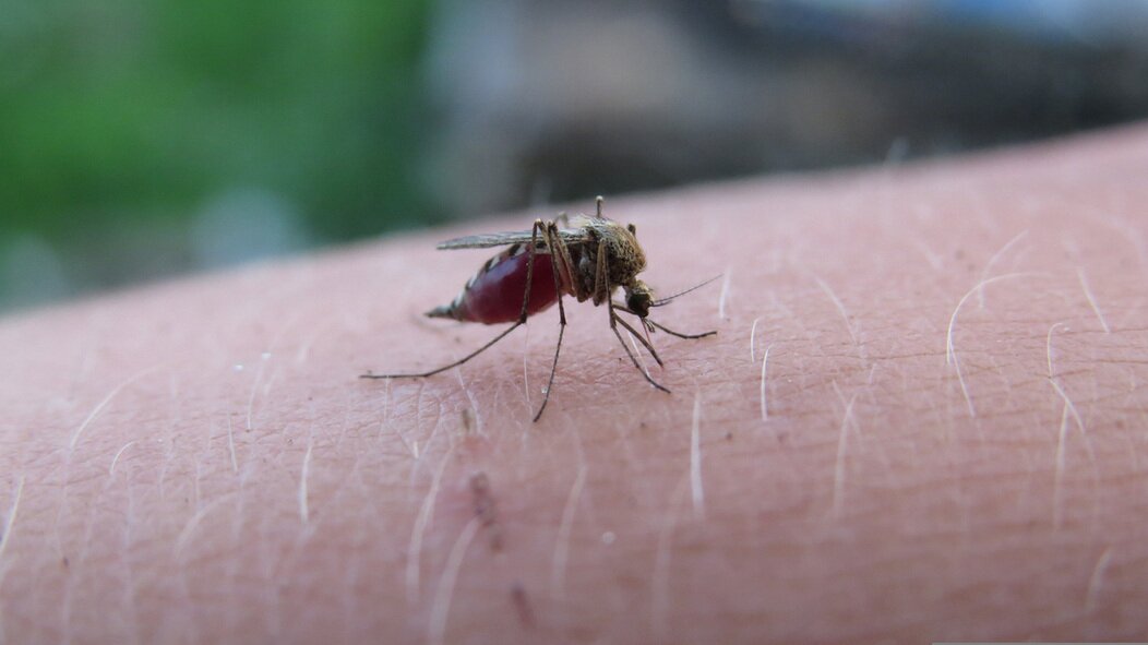 Photo d'un moustique